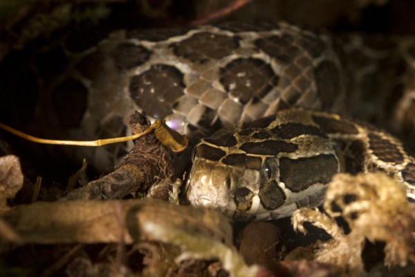  Crotalus polystictus ID = 