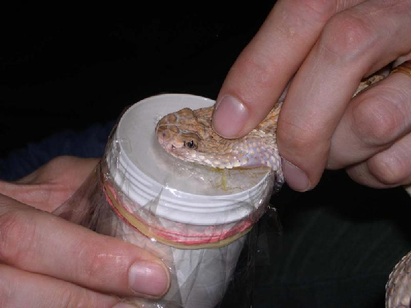  Melken einer Crotalus unicolor ID = 