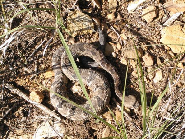  Crotalus horridus ID = 