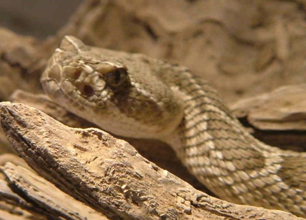  Crotalus viridis viridis ID = 