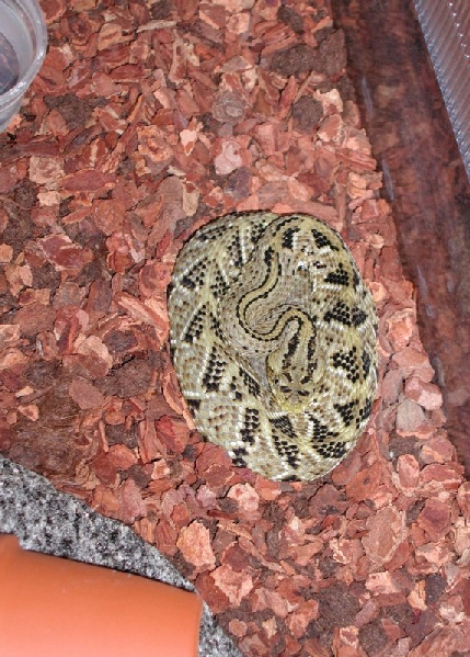  Crotalus durissus culminatus ID = 