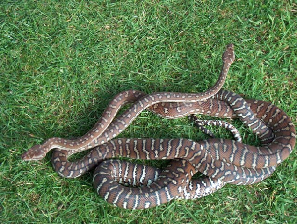  Morelia spilota bredli ID = 