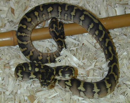  Irian Jaya/Jungle Carpet Python X ID = 