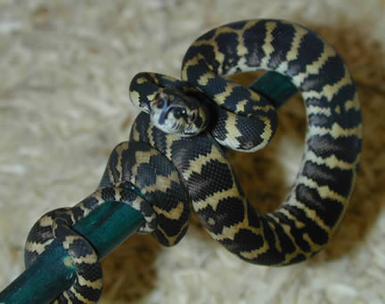  Irian Jaya/Jungle Carpet Python X ID = 