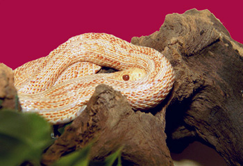  Pituophis catenifer annectens ID = 