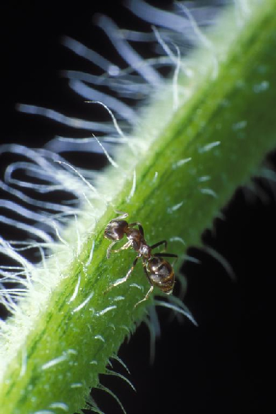  Camponotus festinamus ID = 