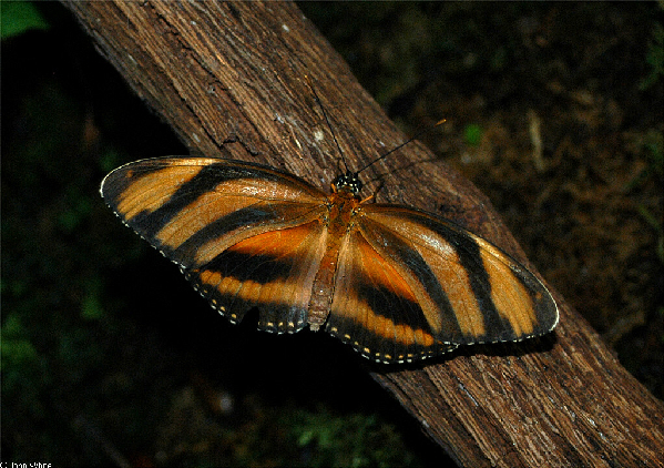  Dryadula phaetusa ID = 
