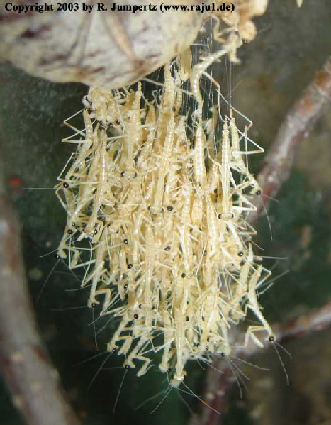  Hierodula membranacea ID = 