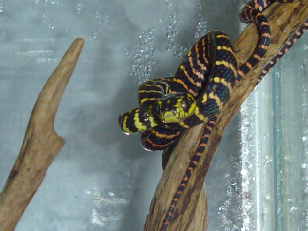  Boiga Dendrophila Gemmicincta//Sulawesi Mangrove Snake ID = 