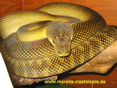  Morelia clastolepis ID = 