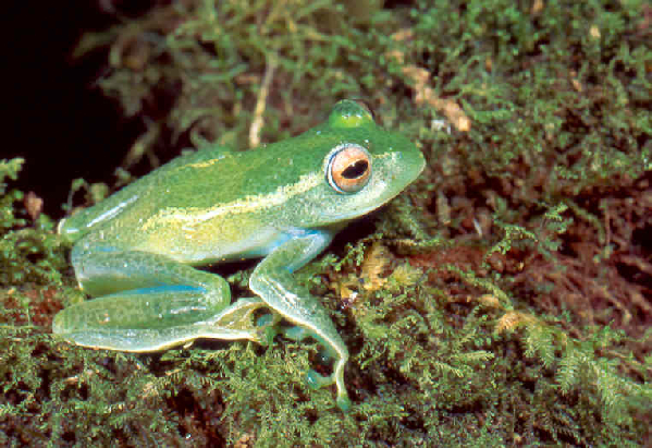  Boophis luteus septentrionalis ID = 