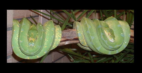  Morelia viridis ID = 