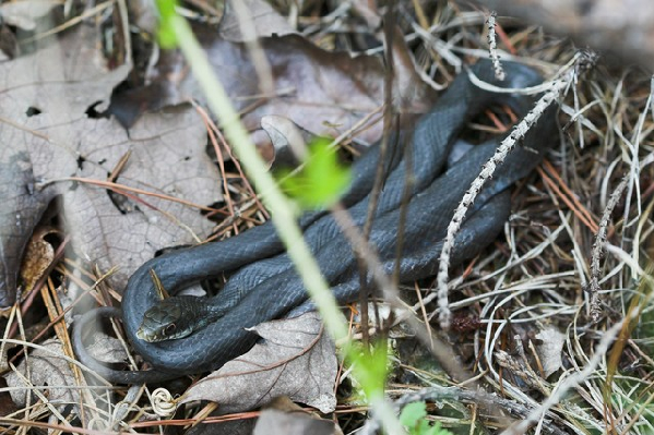  Coluber constrictor ssp. ID = 
