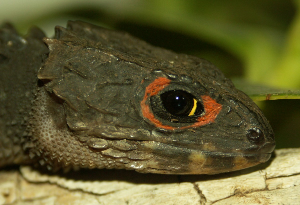  Tribolonotus gracilis ID = 