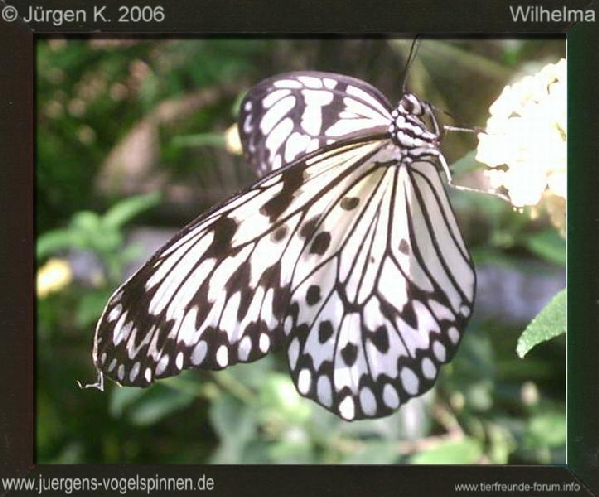  Schmetterling ID = 