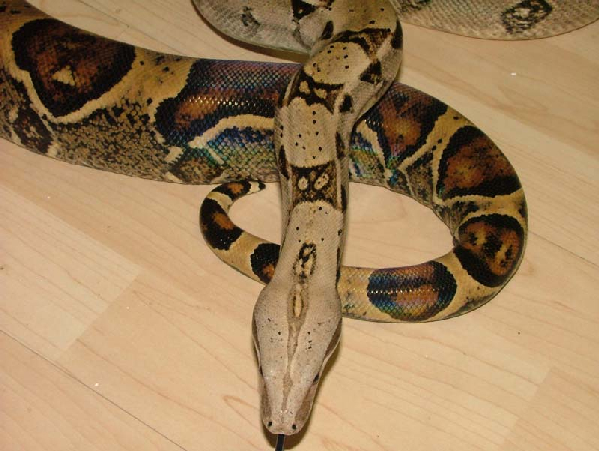  Boa constrictor constrictor "Columbia ID = 