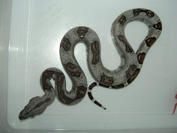  Boa constrictor ssp. ID = 