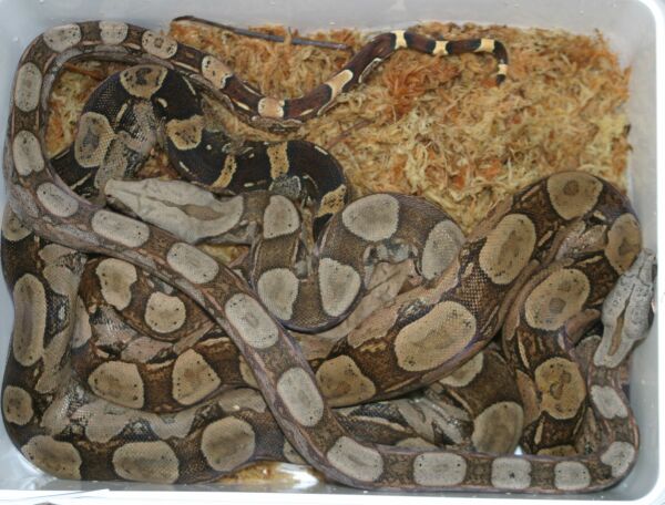  Boa constrictor ssp ID = 