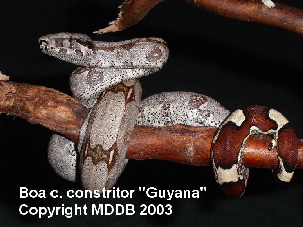  Boa constrictor constrictor Guyana ID = 