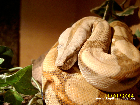  Boa constrictor constrictor ID = 