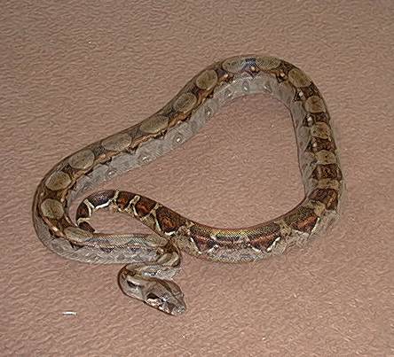  Boa Constrictor Imperator El Salvador ID = 