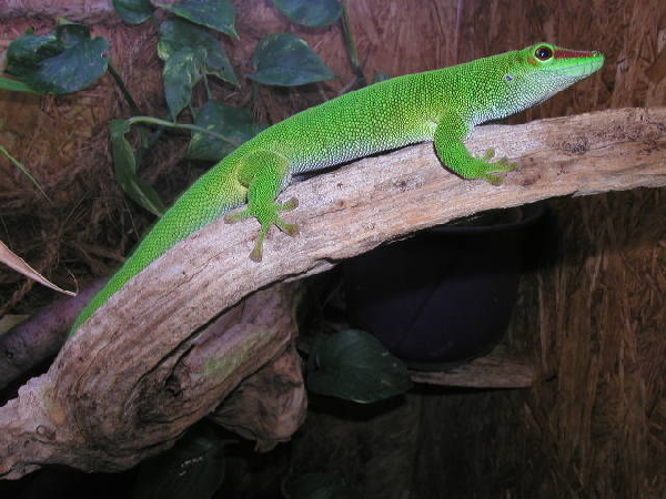  Madagaskar Tag Gecko ID = 