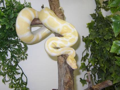  Python Regius "Albino" ID = 