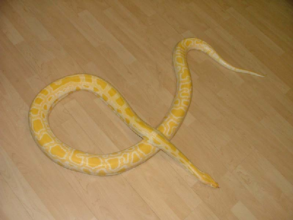 Python molurus bivittatus "albino" ID = 