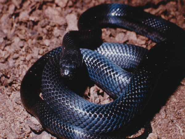  Lampropeltis mexicana thayeri ID = 