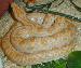 Python m. bivittatus  Albino