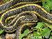 Thamnophis gigas