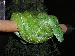 Morelia viridis aru