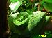 Morelia viridis "ARU"