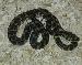 Irian Jaya Carpet Pythons