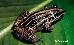 Leptodactylus gracilis (DUM