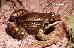 Leptodactylus mystacinus