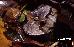 Proceratophrys boiei