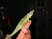 chameleo trioceros jacksoni willengensis