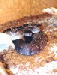 Crotalus molossus nigriscens