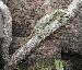 Wickelschwanzskink - (Corucia zebrata)