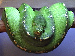 Morelia viridis Merauke