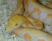 Python Reticulatus Albino