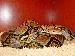 Python reticulatus reticulatus